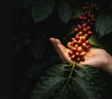 Kawa Bourbon Pointu: Dlaczego to najrzadszy skarb 2026 roku?