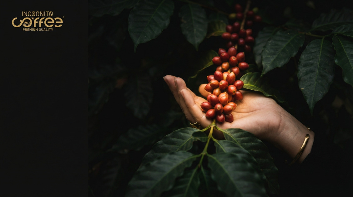 Kawa Bourbon Pointu: Dlaczego to najrzadszy skarb 2026 roku?